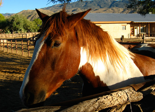 TheDuaneWells.com-A Horse at Tanque Verde Ranch