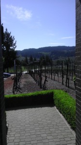 TheDuaneWells.com - Ledson Winery & Vineyards View