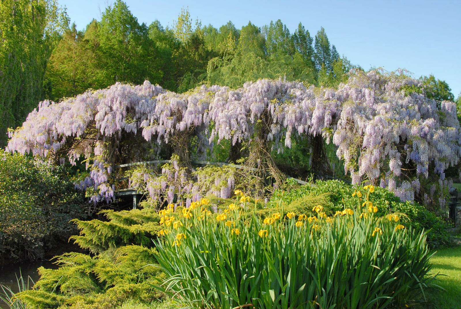 The many bridges of Isla El Descanso