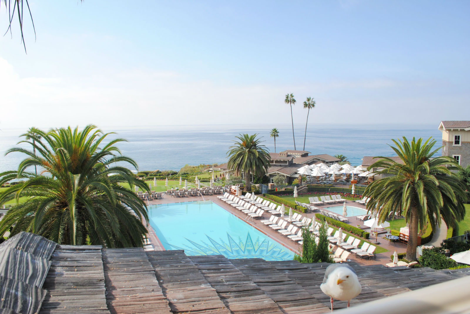 An unexpected visitor at breakfast at the Montage Laguna Beach