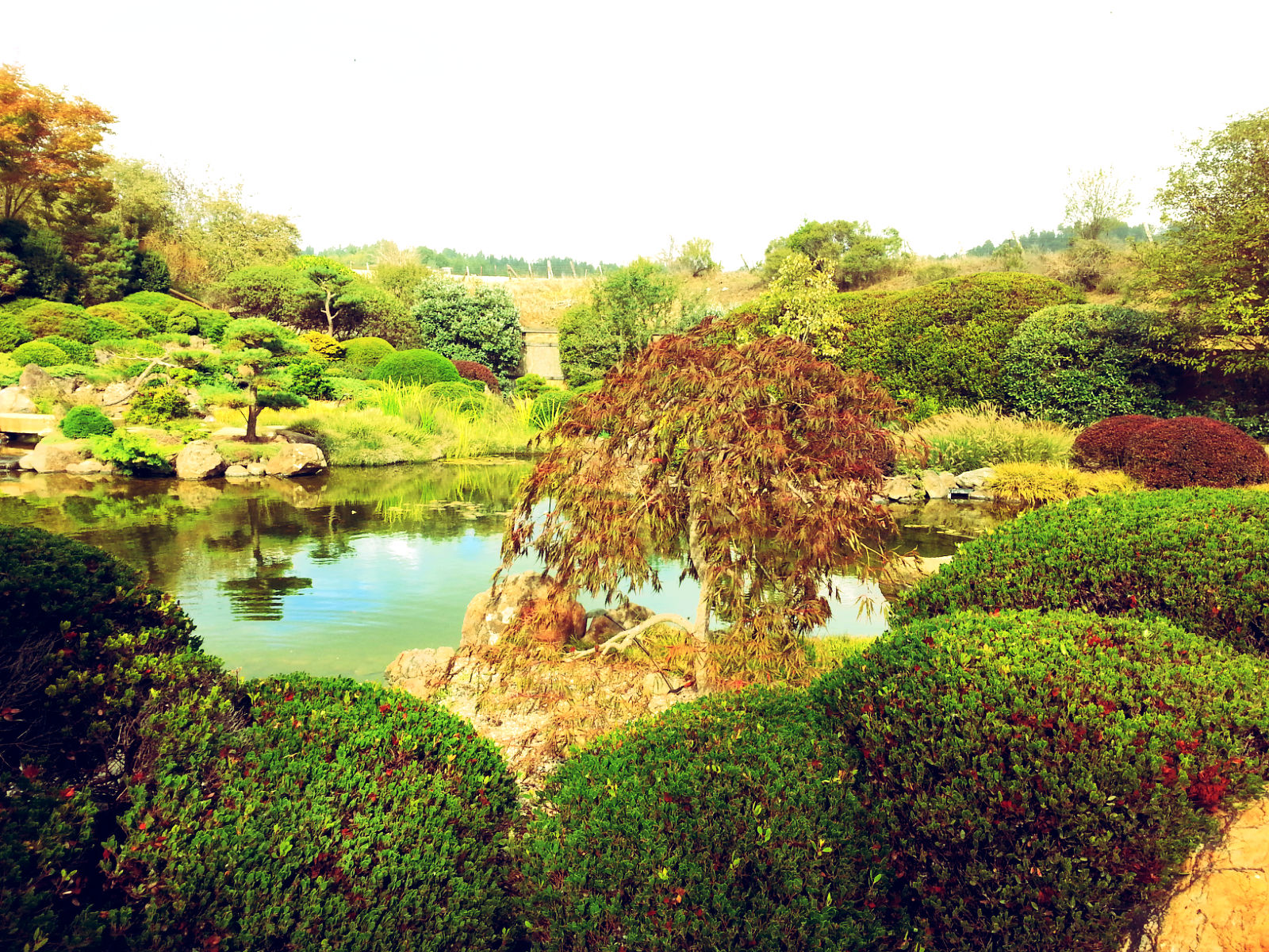 The meditation garden at Osmosis