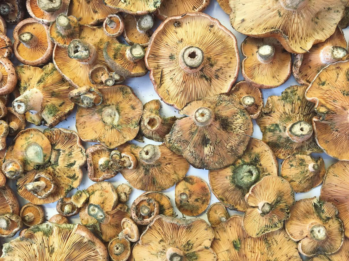 Mushrooms-Central -Market